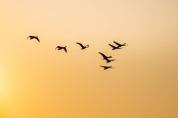 istock Birds flying over sky during golden sunrise 2198150941