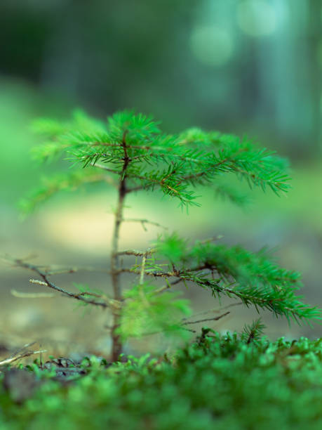 istock Baby Pine Tree Sprouting in Maine Coastal Forest 2198151194