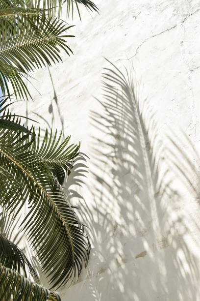 istock Palm leaves and shadows on white wall 2198152009