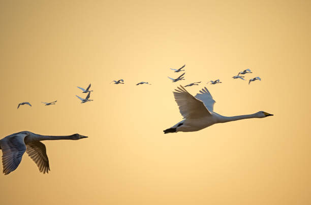 Low angle view of swan flying against clear sky