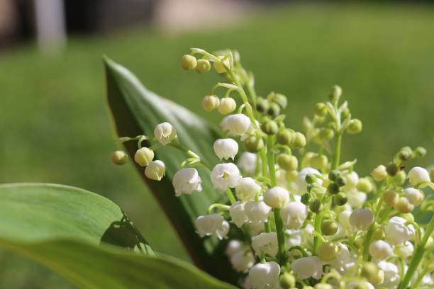 istock Lily of the Valley Close-Up 2198152430