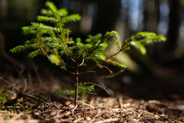 istock Abstract Baby Pine Trees Growing in Maine Woods Background 2198153037