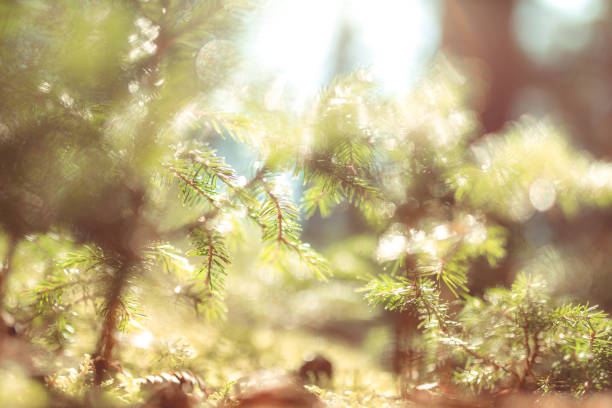 Abstract Baby Pine Trees Growing in Maine Woods Background