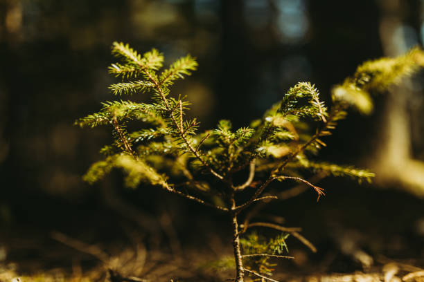 istock Abstract Baby Pine Trees Growing in Maine Woods Background 2198153287