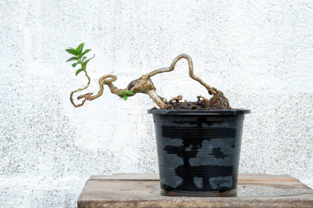 istock The Premna tree is in the process of creating a bonsai. 2198153610