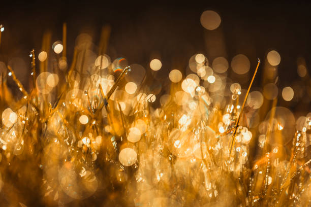 Close up color image depicting a macro view of gold-colored grass covered with dew in the morning. The macro lens and wide aperture used has turned a lot of the water drops into glowing bokeh balls.