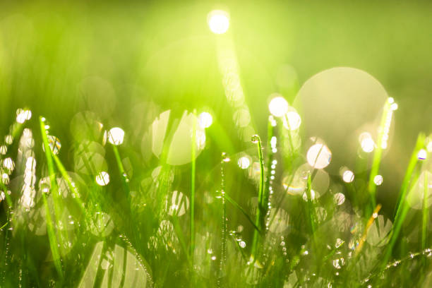 Close up color image depicting a macro view of fresh green grass covered with dew in the morning. The macro lens and wide aperture used has turned a lot of the water drops into glowing bokeh balls.