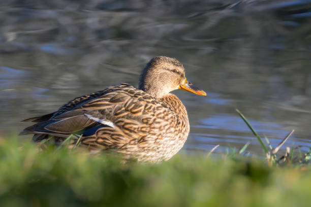 mallard duck
