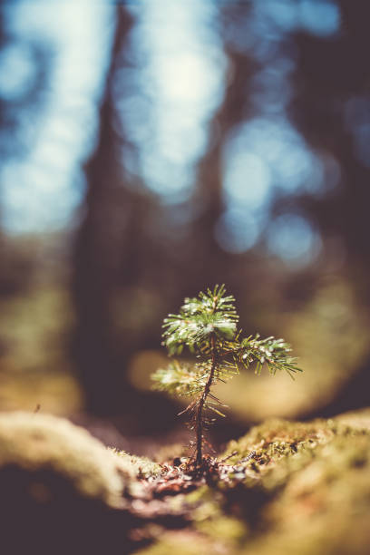 Abstract Baby Pine Trees Growing in Maine Woods Background