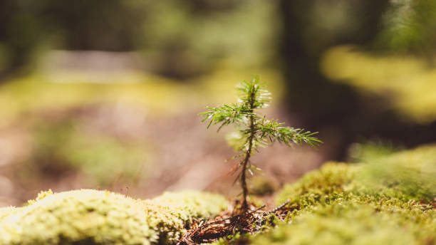 istock Abstract Baby Pine Trees Growing in Maine Woods Background 2198158063