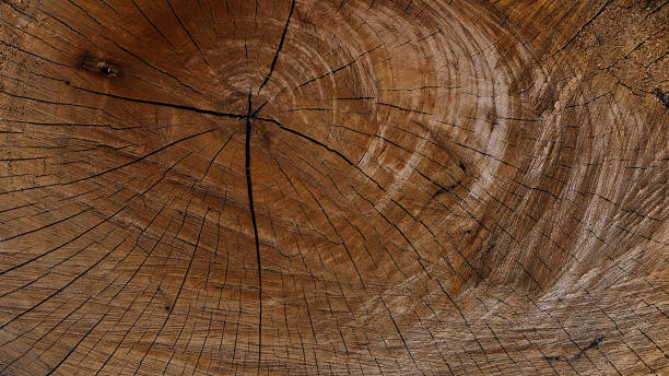 istock Beautiful wood grain. Wood background. Wood grain pattern texture background 2198158514
