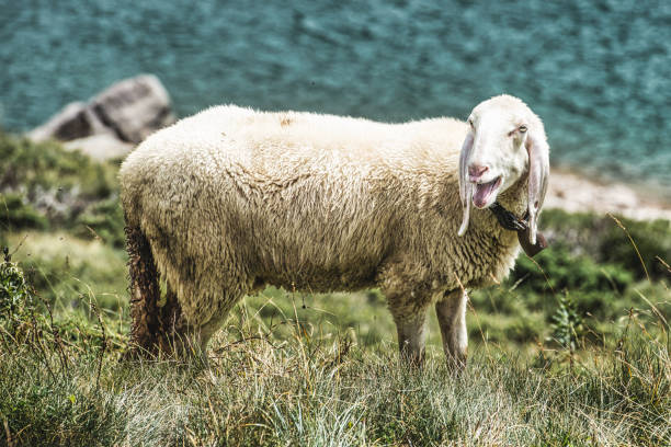 Close up of a Merino Sheep grazing in a paddock