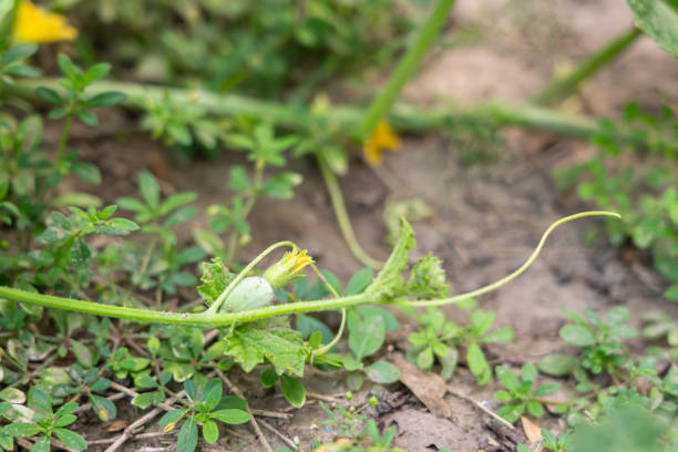 Photo of a young female pumpkin flower from the side.