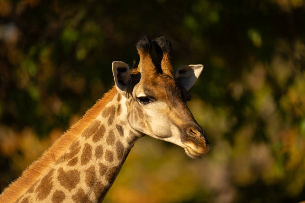 istock Close-up of southern giraffe standing viewing camera 2198166100