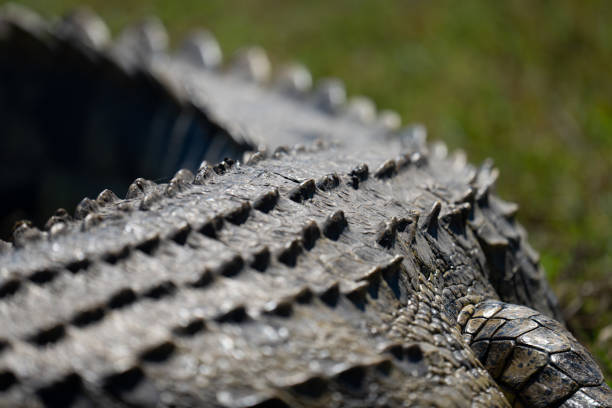 Close-up of Nile crocodile back and leg