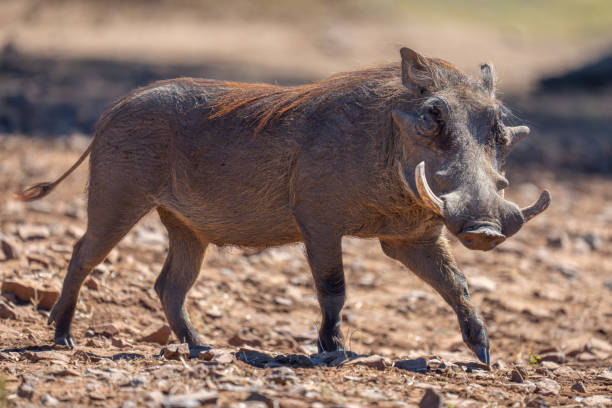 Common warthog crossing rocky ground in sunshine