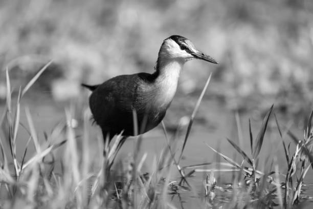 Mono African jacana crosses floodplain in sunshine