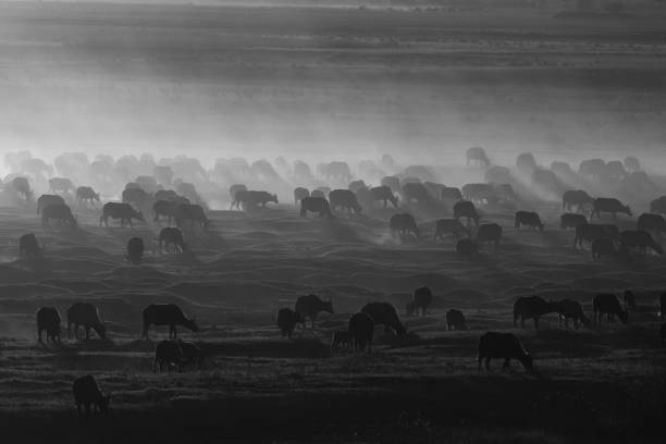 Mono Cape buffalo herd crosses sunset floodplain