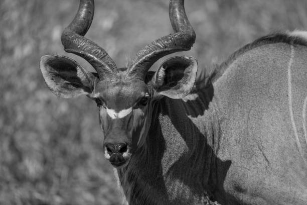 istock Mono close-up of greater kudu eyeing camera 2198166270