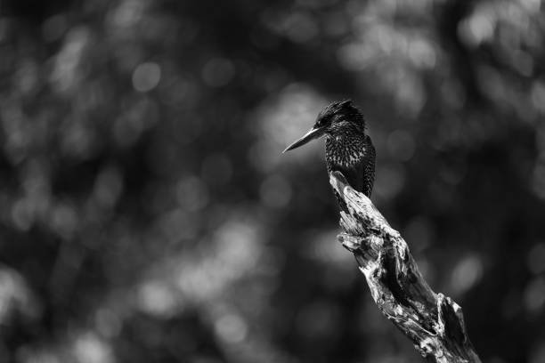 istock Mono giant kingfisher looks down from branch 2198166338