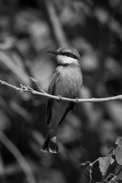 istock Mono little bee-eater on bough with catchlight 2198166394