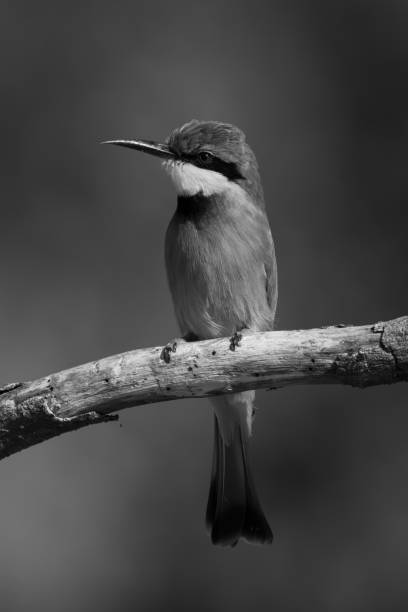 istock Mono little bee-eater with catchlight on bough 2198166398