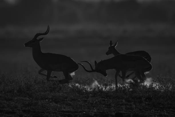 istock Mono male impala chases another from female 2198166401