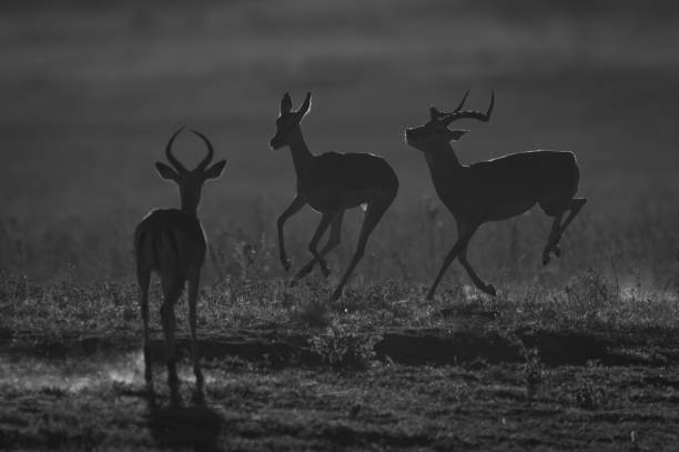 istock Mono male impala watches another after female 2198166437