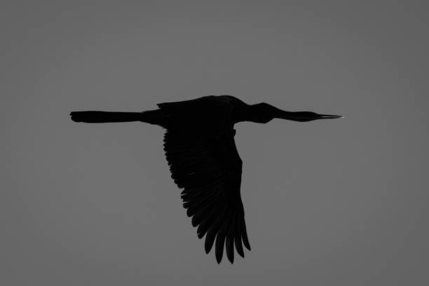Mono silhouette of reed cormorant in sky