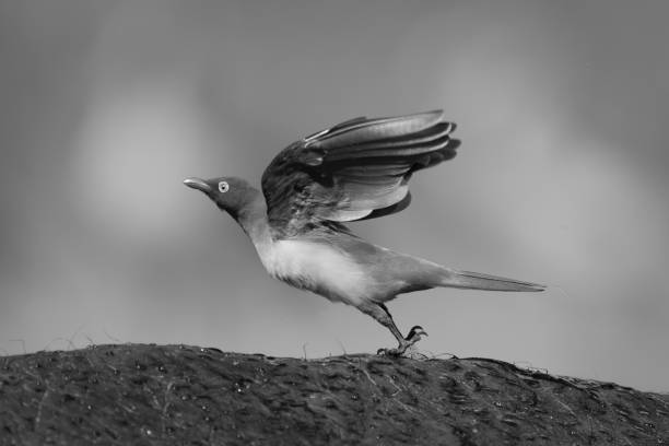 istock Mono red-billed oxpecker takes off from buffalo 2198166482