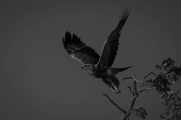 Mono tawny eagle takes off under sky