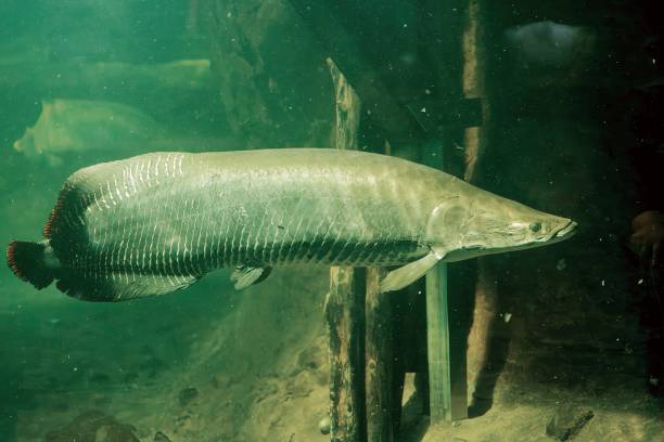 istock Portrait close-up of a large Amazon fish the Arapaima 2198167702