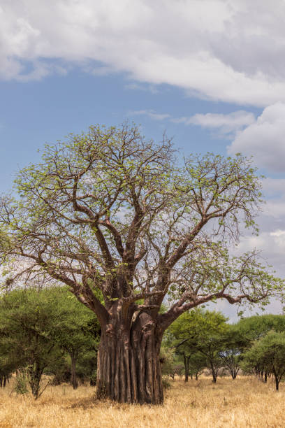 istock African baobab tree in Tanzania 2198168572