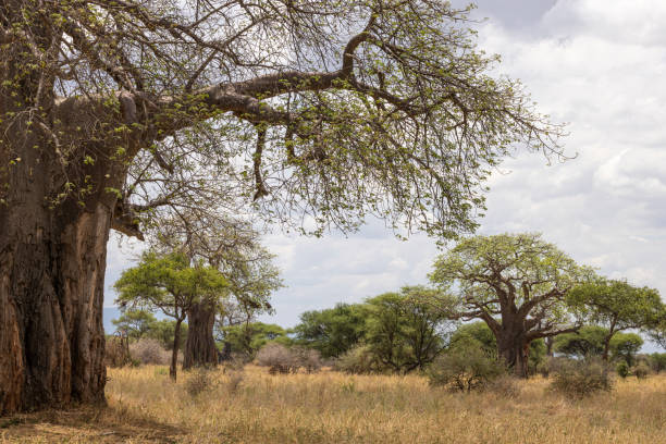 Landscape with African baobab trees well known as trees of life in Tarangire National Park in Tanzania East Africa