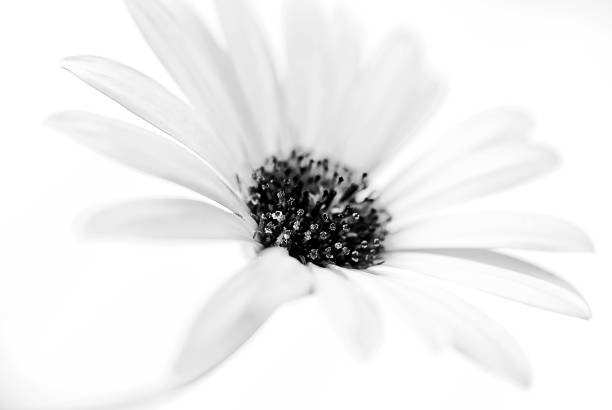 istock Flower petal pistil macro close up shot 2198169113