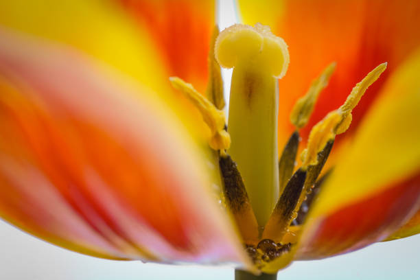 Beautiful flower petal pistil macro close up shot