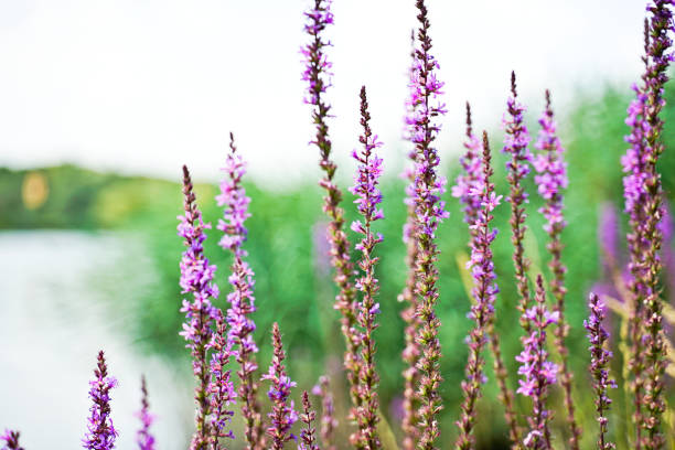 Free-growing lavender by a lake