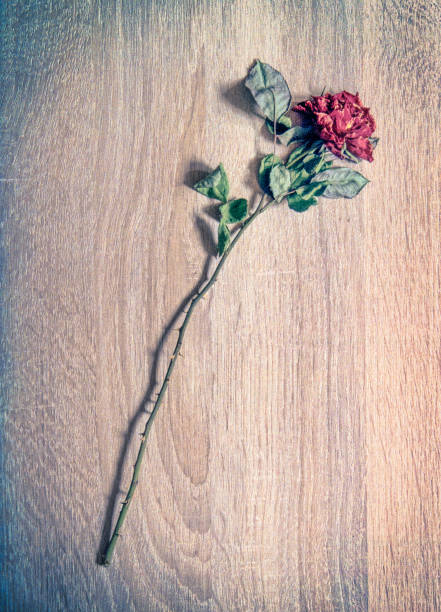 close up on dry red rose isolated on white background