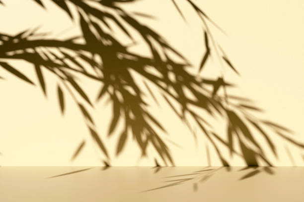 istock Abstract beige studio background for product presentation. An empty room with shadows from tree leaves. 3D room with space for copying. The concept of summer and spring. Contrast background. 2198170148