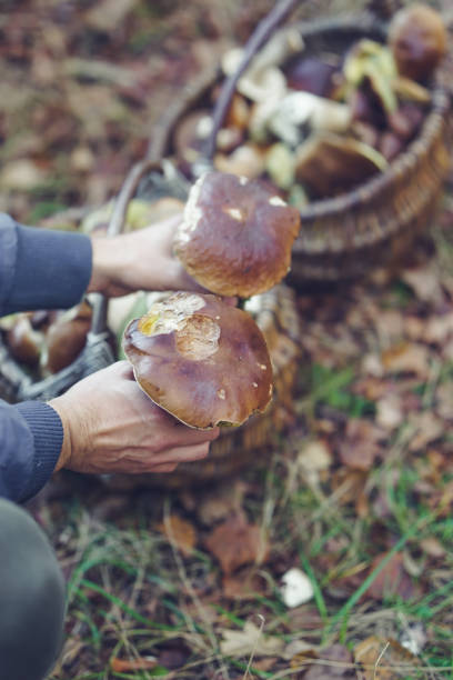 istock Man hands holding beautiful edible boletus mushrooms 2198171086