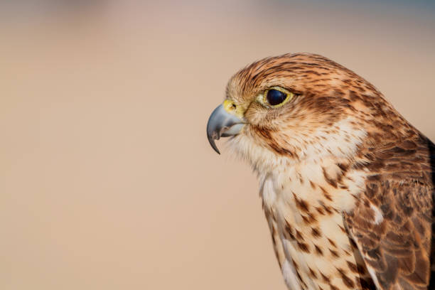The Merlin , juvenile bird.  Is a small species of falcon.