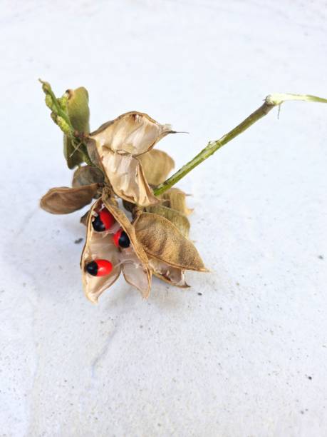 istock Abrus precatorius - plant with red and black seeds commonly found in Brazil 2198173064