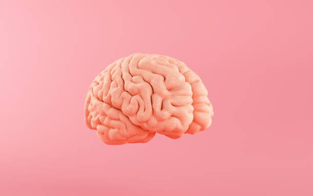 istock Human Brain on pink color background. 2198174673