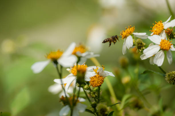 Honey bee covered in pollen standing on a hibiscus flower closeup. Horizontally.