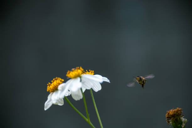 Honey bee flying to white flower with yellow pollens, Bidens alba, in garden under natural morning sunlight, northern Thailandi