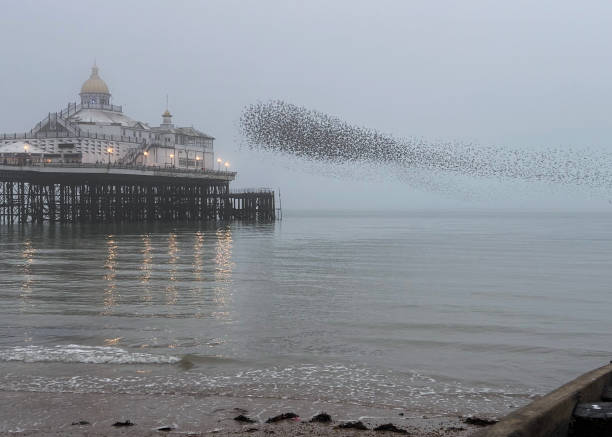 istock Eastbourne Pier on a foggy day 2198177435