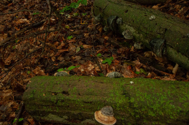 istock Hoof fungus growing on a fallen tree with some moss 2198179956