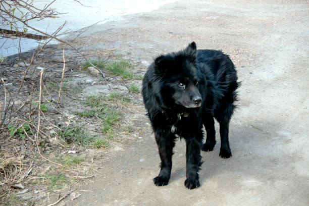 A small black dog walks along the road on a summer day