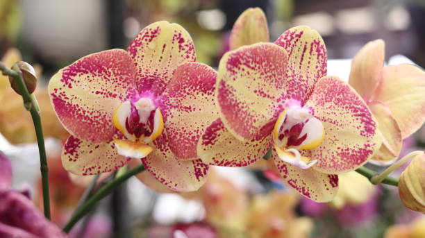 Beautiful orchid flower in full bloom, showcasing its delicate petals and vibrant colors against a soft background.