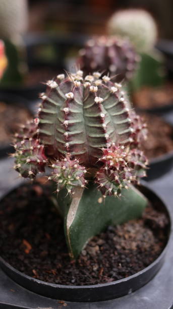 istock Beautiful small cactus in a decorative pot 2198186016